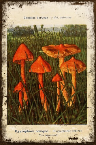 Vintage mushroom varieties - vintage,