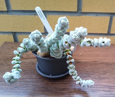 CRASSULA deceptor-Fresh