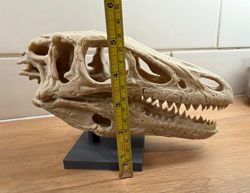 Life size velociraptor - velociraptor, skull