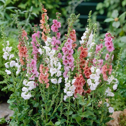 Verbascum perennial mixed - verbascum,