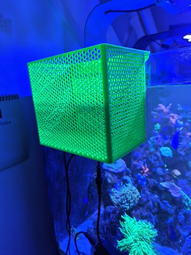 Mushroom anemone coral - mushroom,