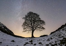 A4 Sycamore Gap Tree Poster (Brand New)