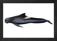 Long-finned pilot whale Framed