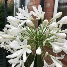Agapanthus, 3 seedling plants