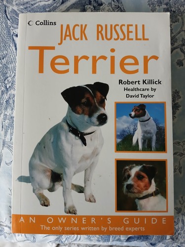 Jack russell terrier - russell, an
