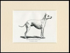 WHITE ENGLISH TOY TERRIER NAMED DOG ANTIQUE 1900 PRINT MOUNTED READY TO FRAME