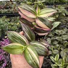 TRADESCANTIA ZEBRINA