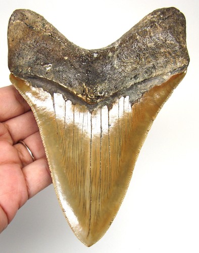 Megalodon shark tooth - megalodon,