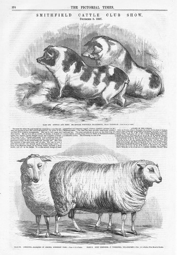 Smithfield cattle club - smithfield, show