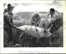 1987 Press Photo Mary the pig