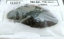 Dark Green Water Beetle Unmounted A1-x1 From Vietnam Entomology.