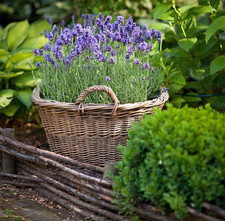 Lavender Munstead 1ltr Plants in 13cm Pot (2 Plants)