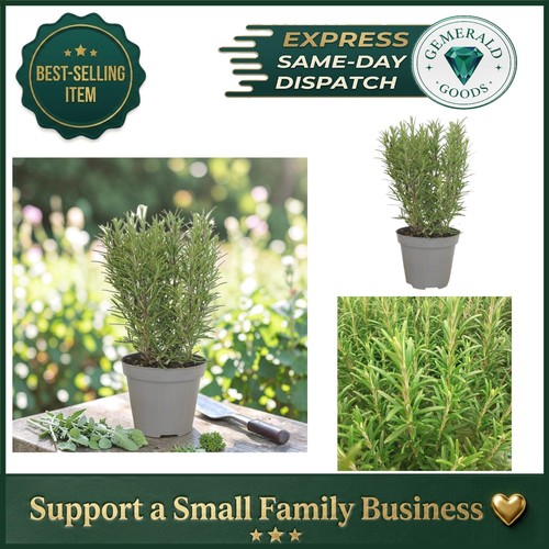 Aromatic rosemary herb 5l - herb, 1.5l