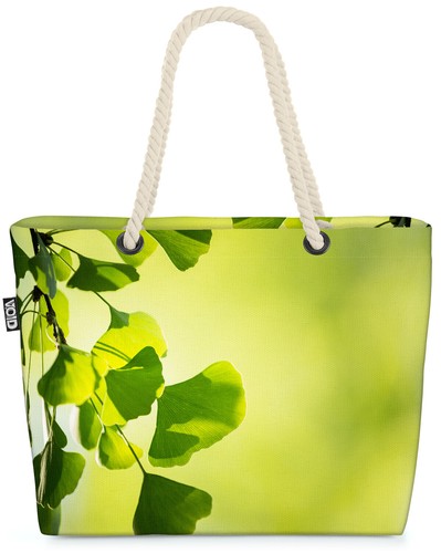 Ginkgo tree biloba nature