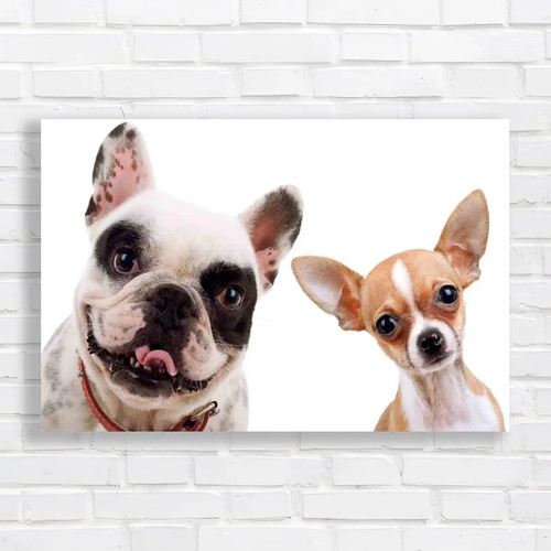 Adorable chihuahua and - adorable,