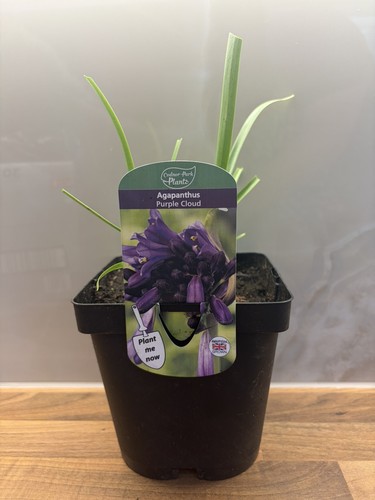 Agapanthus purple cloud - agapanthus, 2l