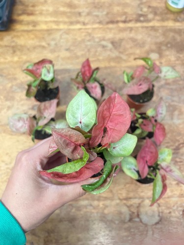 Syngonium new dew houseplant - 'new,