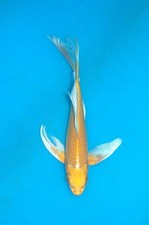 8" Butterfly Orenji Ogon Koi