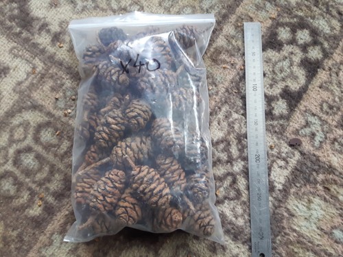 Large sequoia cones giant - sequoia,