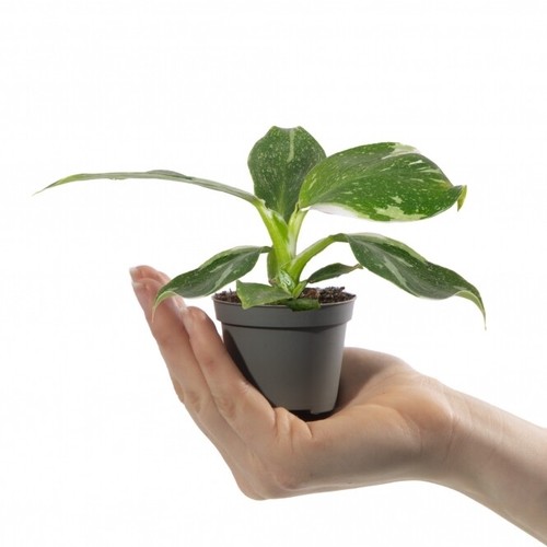 Baby philodendron white - philodendron,