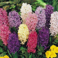 T&M Hyacinth Pagoda Mix Garden Border Plants Hardy Bulb Flowering Plant Bulbs