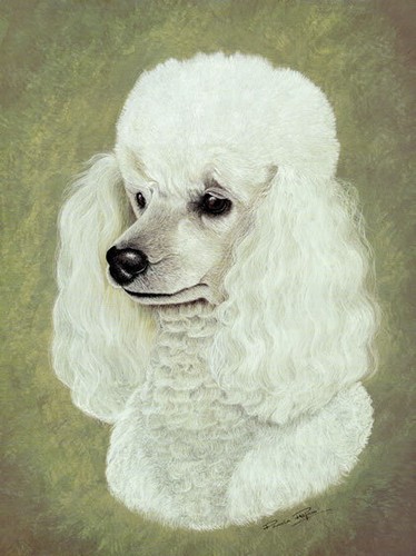 Miniature white poodle print - miniature,