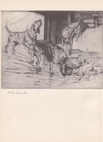 1938 otterhound dog - 1938, print