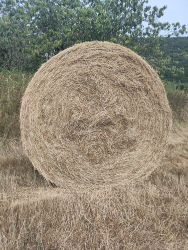 Round wildflower meadow - round,