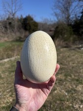 Vintage Large Hollowed Out