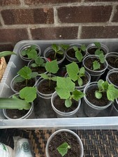 3 x CUCUMBER PLUG PLANT VITA