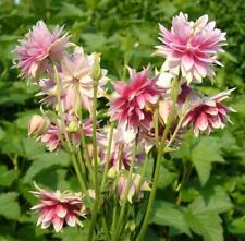 AQUILEGIA COLUMBINE NORA BARLOW 0.75 GRAM ~ APPROX 600 SEEDS PERENNIAL FLOWER
