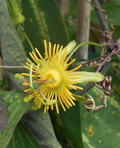 Young passion flower - a,