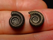 Matched pair of Crucilobiceras pyrite ammonite fossil (13 mm) Jurassic Coast UK
