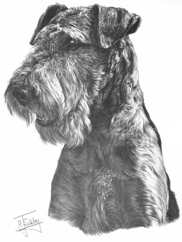 Print airedale terrier - print,