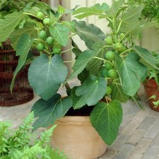 2 X FICAS CARICA "JERUSALEM" FIG TREE FRUIT GROWING GARDEN PLANT IN POT