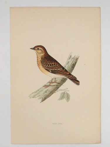 Wood lark british - lark, bird