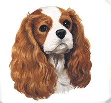 Cavalier King Charles Spaniel