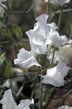 Flower - Sweet Pea - Spencer Variety - White Ensign - 20 Seeds