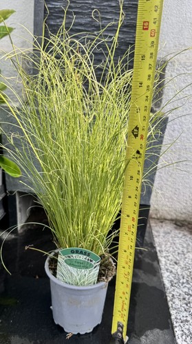 Grass carex mix hardy - grass,