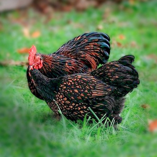 Rare breed chicken fertile - 12+,