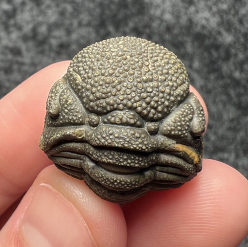 Moroccops trilobite fossil - sp.,