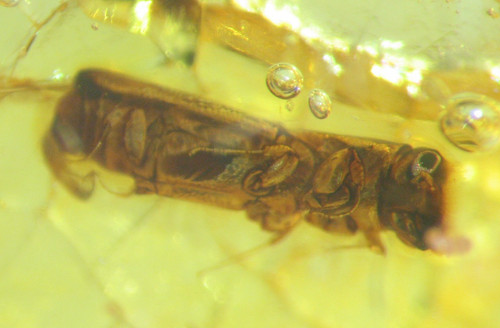 Pliocene amber kenya africa - amber,