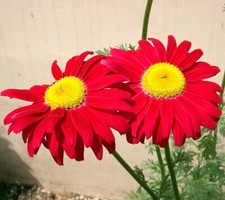 Tanacetum (Pyrethrum) Coccineum - 100 Seeds - Painted Daisy 'Robinson's Red'