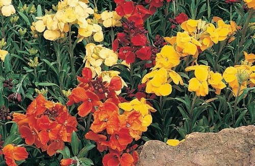 Flower wallflower bedder - flower,