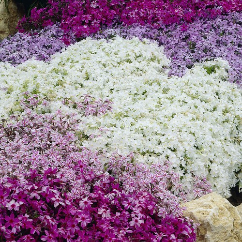 Phlox collection 9cm 6 - x,
