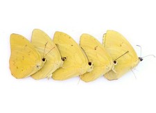 Dried Yellow Butterfly