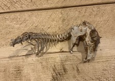 Genuine Scottish Highland