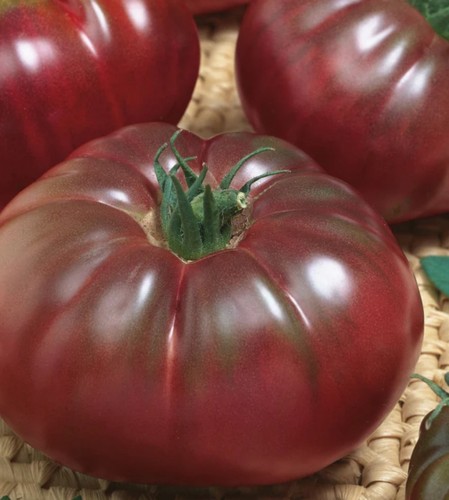 Tomato black russian plug - x,