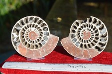 LARGE 110mm TIMOR CUT &