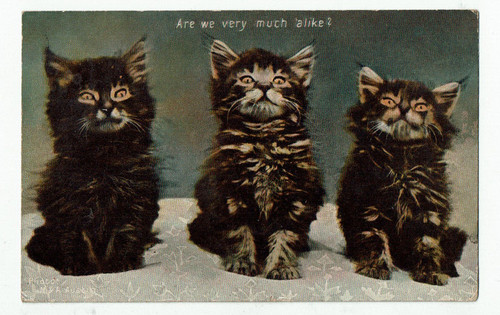 Cute kittens are we - 3, very